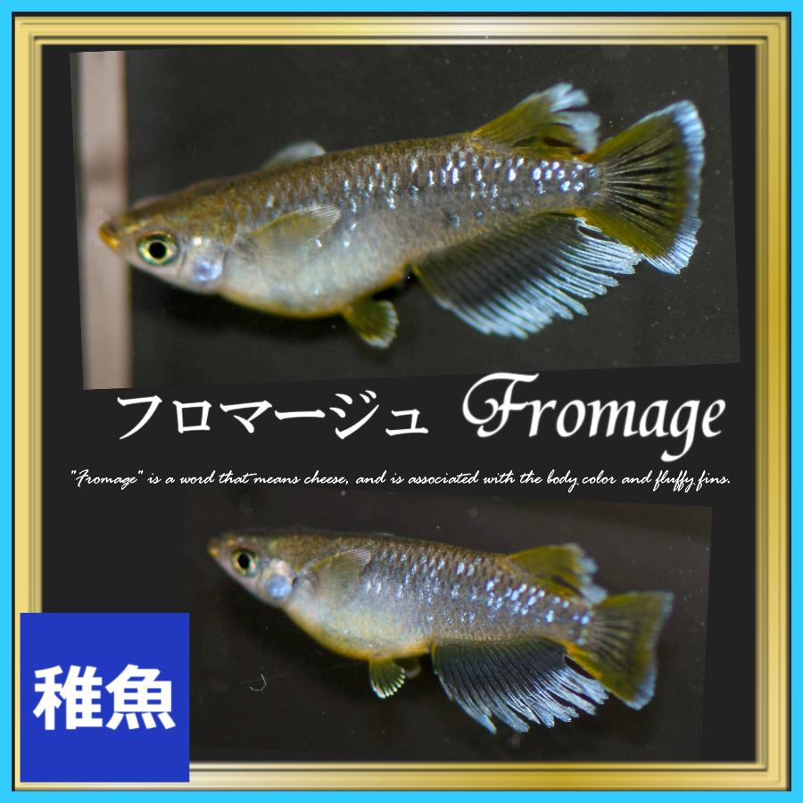 めだか メダカ フロマージュ体外光 ワンペア販売 メダカ“フロマージュ体外光キッシングワイドフィン”1ペア - メダカ屋