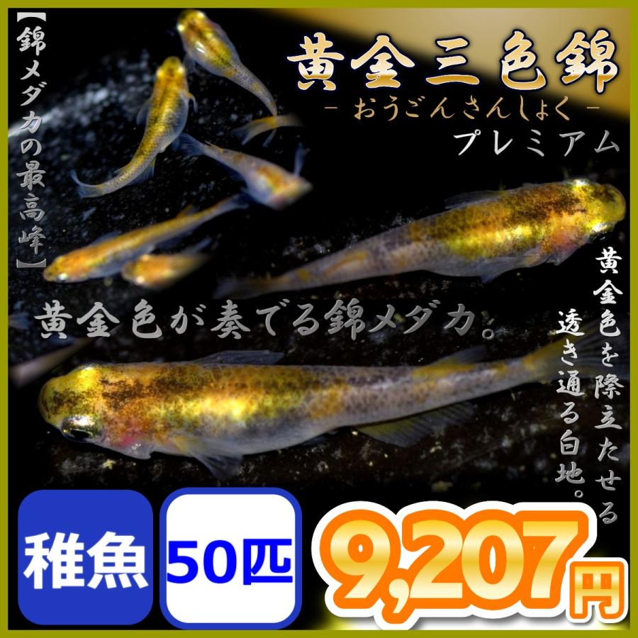 注目ブランド メダカ 黄金三色錦めだか 稚魚50匹 大流行中 Turningheadskennel Com
