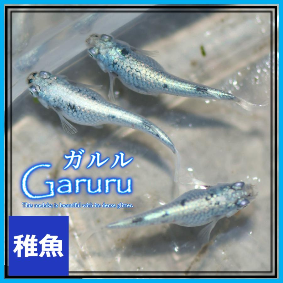 メダカ　ガルルメダカ　稚魚10匹　ガルルめだか（Yahoo!・めだかの市場）