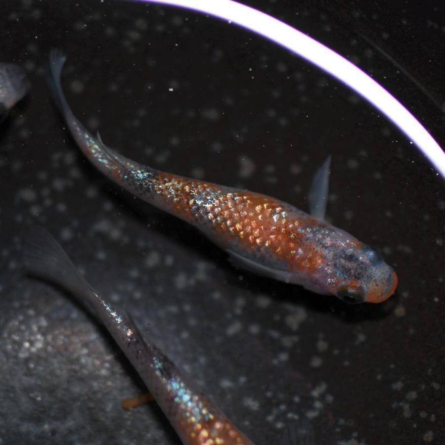 メダカ 月華めだか 稚魚10匹 月華メダカ Gekka めだかの市場 通販 Yahoo ショッピング