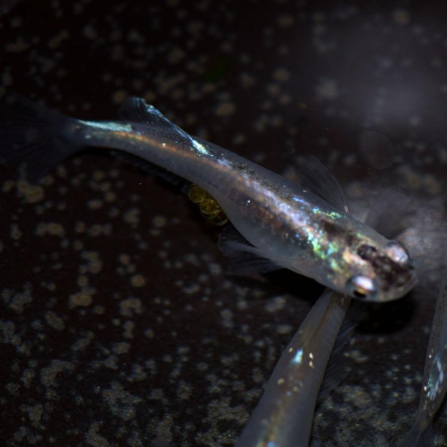 メダカ 孔雀 螺鈿光月虹めだか 稚魚10匹 Gekkou10 めだかの市場 通販 Yahoo ショッピング
