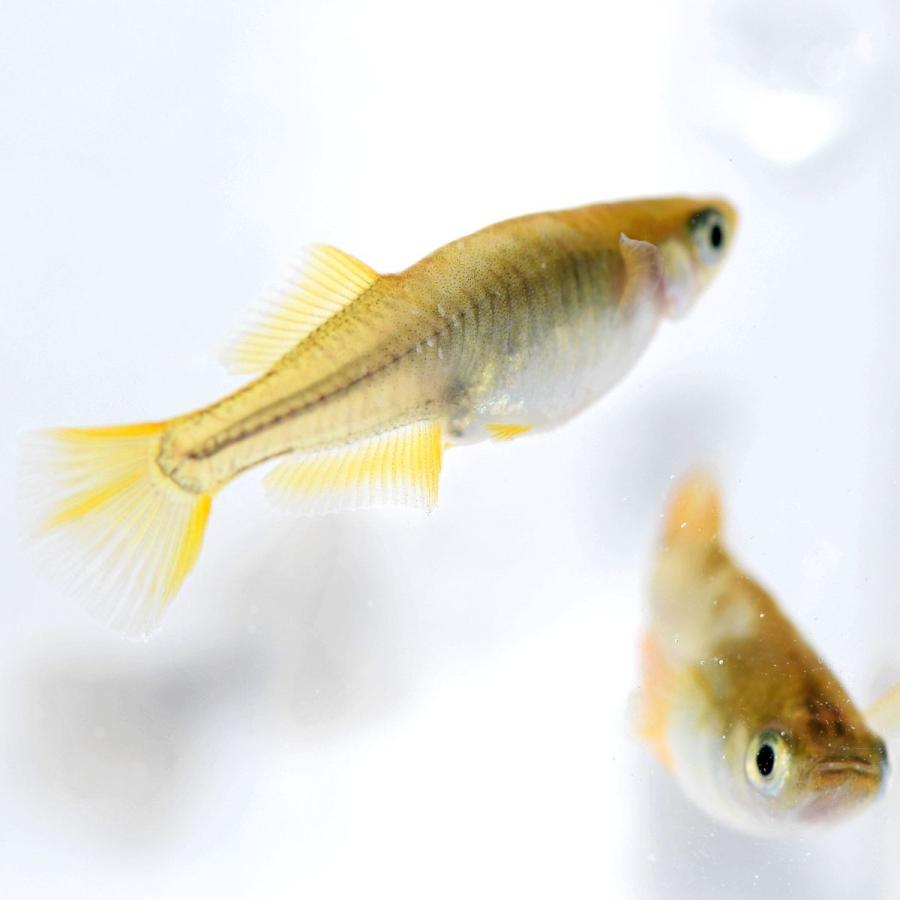 メダカ 秀吉 黄金ヒカリめだか 稚魚50匹 Gho50dd めだかの市場 通販 Yahoo ショッピング
