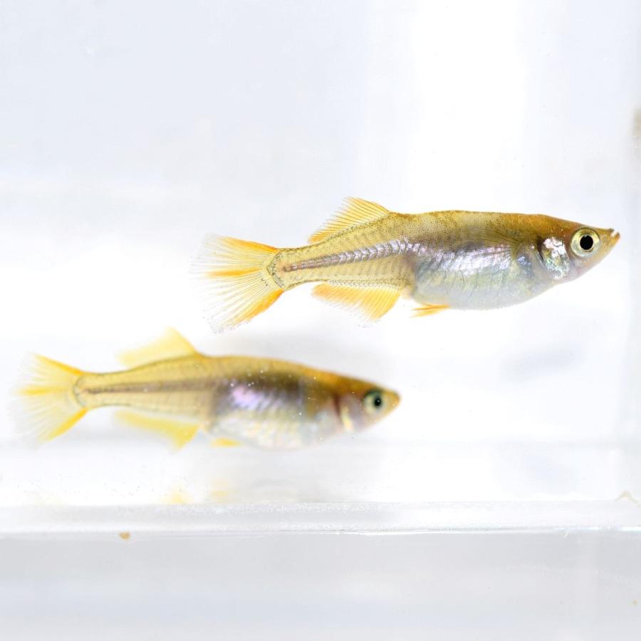 メダカ 秀吉 黄金ヒカリめだか 稚魚50匹 Gho50dd めだかの市場 通販 Yahoo ショッピング