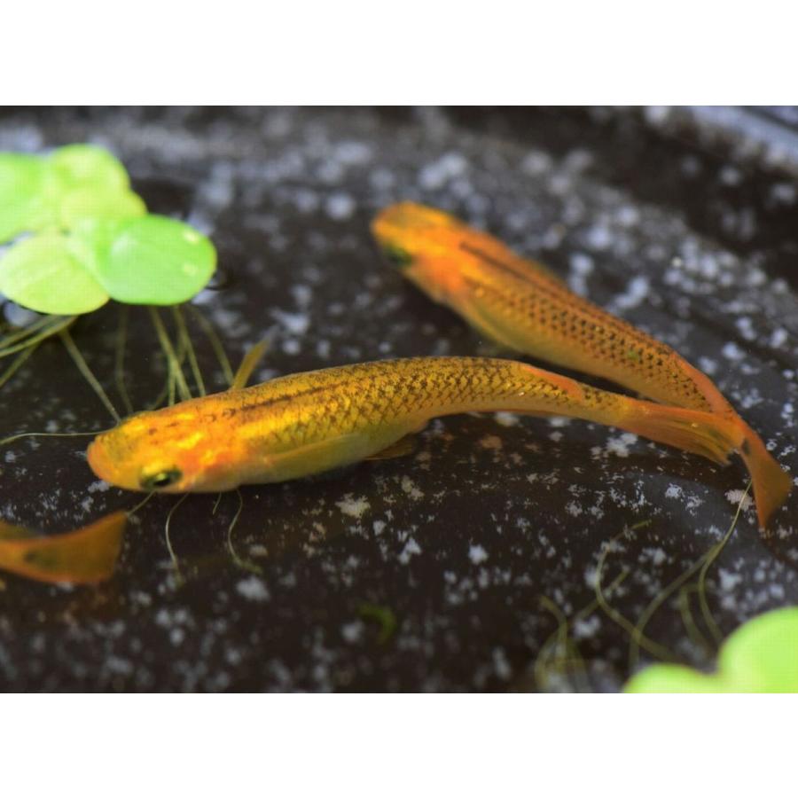 メダカ 黄金黒鱗めだか 稚魚30匹 Gkuro30 めだかの市場 通販 Yahoo ショッピング