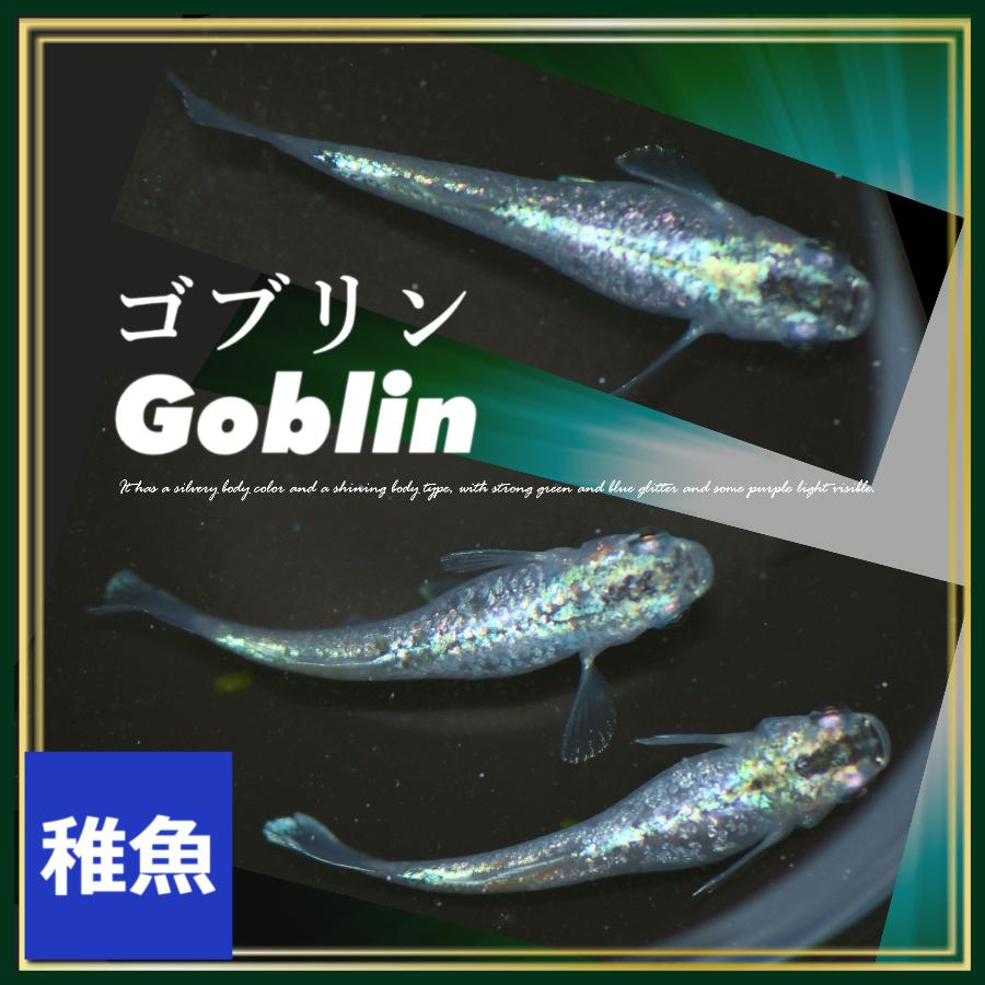 ゴブリン　メダカ めだか）ゴブリンメダカ メダカ屋サバンナ直系（3匹） : チャーム