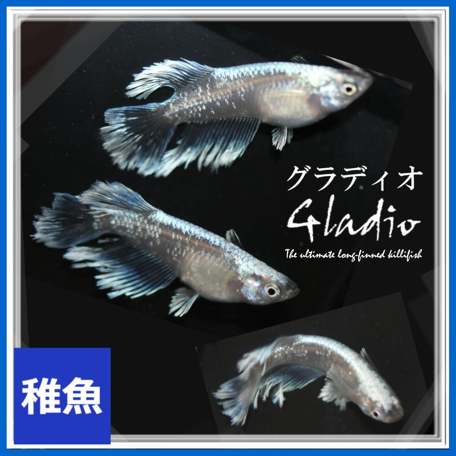 メダカ　グラディオめだか　稚魚10匹　グラディオメダカ（Yahoo!・めだかの市場）