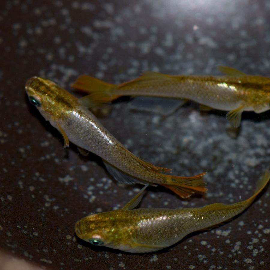 タイムセール!】 めだか よりなし 無選別 鳳凰メダカ 5匹 edilcoscale.it タイムセール!】 めだか よりなし 無選別 鳳凰メダカ 5匹 edilcoscale.it