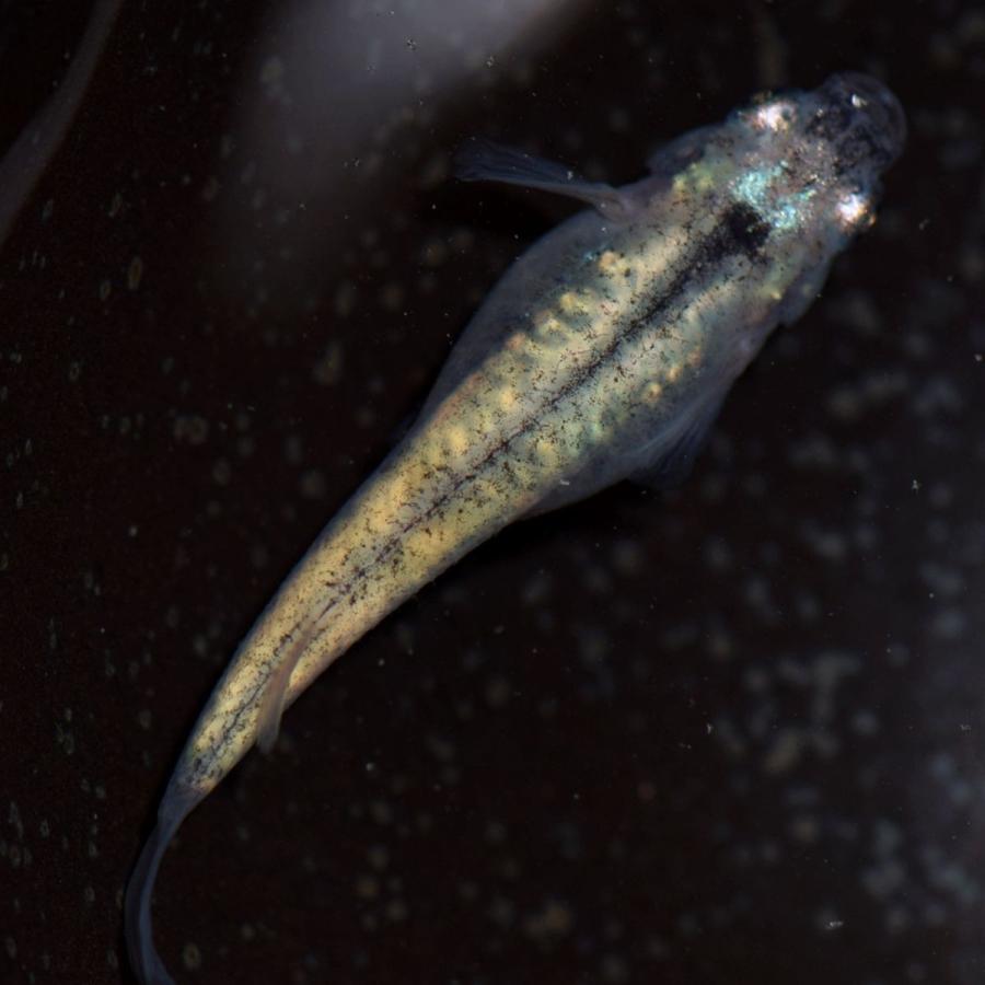 メダカ 全身体内光めだか 稚魚10匹 百式メダカ Hyakushiki10 めだかの市場 通販 Yahoo ショッピング