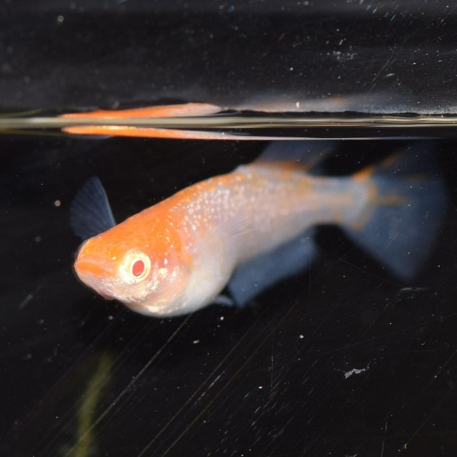 かぐや姫 アルビノ楊貴妃透明鱗ヒカリメダカ 稚魚匹 Kaguya めだかの市場 通販 Yahoo ショッピング
