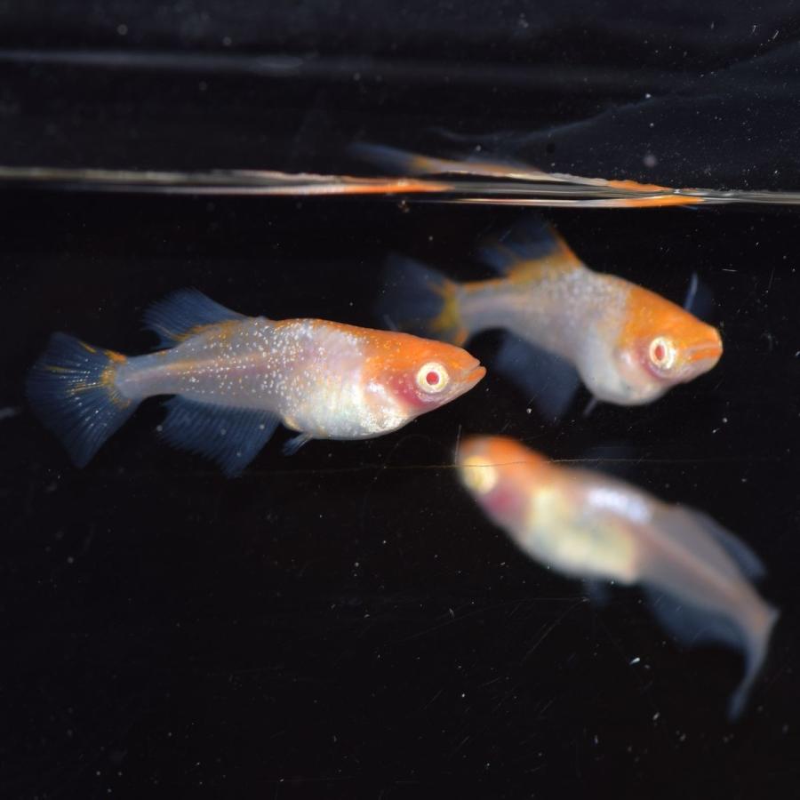 かぐや姫/アルビノ楊貴妃透明鱗ヒカリメダカ 稚魚10匹 :kaguyahime10:めだかの市場 - 通販 - Yahoo!ショッピング かぐや姫/アルビノ楊貴妃透明鱗ヒカリメダカ 稚魚10匹 :kaguyahime10:めだかの市場 - 通販 - Yahoo!ショッピング