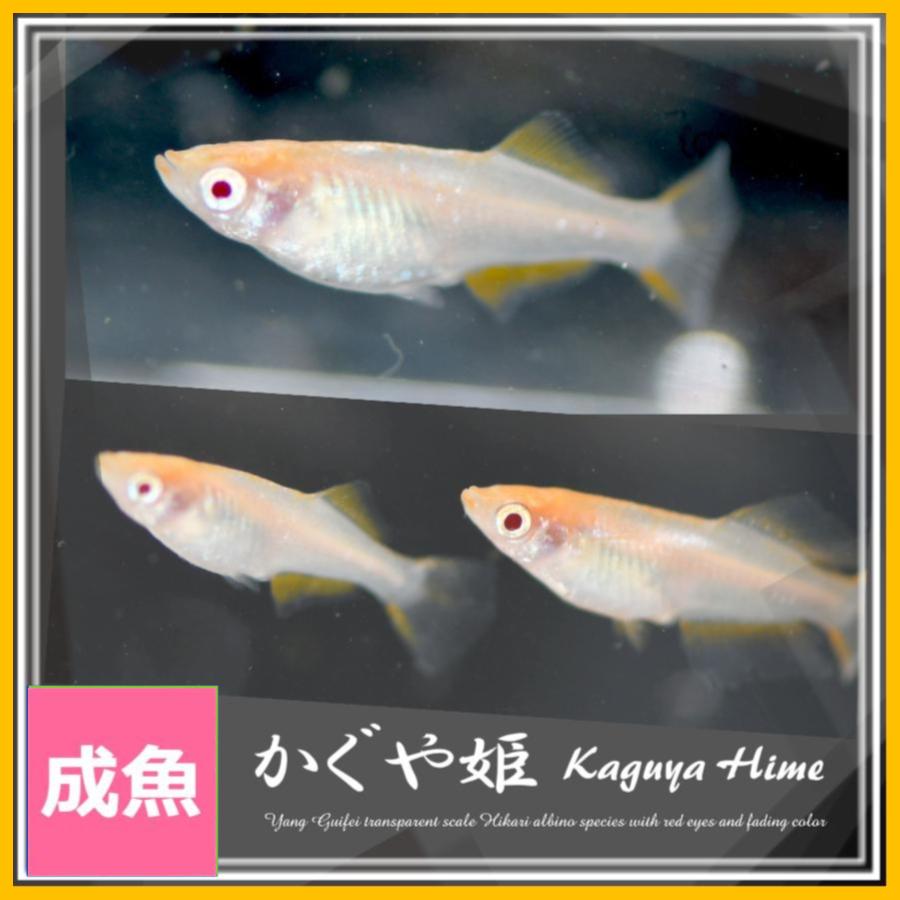 かぐや　めだか メダカ かぐや姫めだか Mサイズ3ペア+α かぐや姫メダカ : めだかの市場