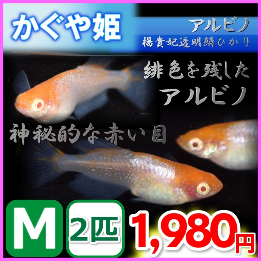 かぐや姫 アルビノ楊貴妃透明鱗ヒカリメダカ Mサイズ2匹 Kaguyam2 めだかの市場 通販 Yahoo ショッピング