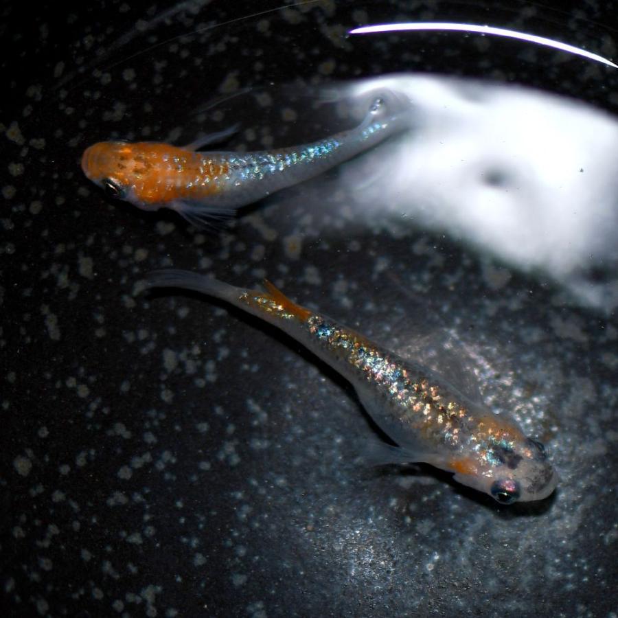 メダカ/煌ラメめだか 稚魚10匹 /煌ラメメダカ :kiramekirame:めだかの市場 - 通販 - Yahoo!ショッピング メダカ/煌ラメめだか 稚魚10匹 /煌ラメメダカ :kiramekirame:めだかの市場 - 通販 - Yahoo!ショッピング