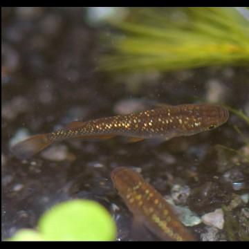 メダカ 虹 琥珀ラメ幹之メダカ 稚魚30匹 Kohakurame30 めだかの市場 通販 Yahoo ショッピング