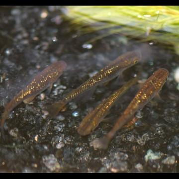 メダカ 虹 琥珀ラメ幹之メダカ 稚魚30匹 Kohakurame30 めだかの市場 通販 Yahoo ショッピング