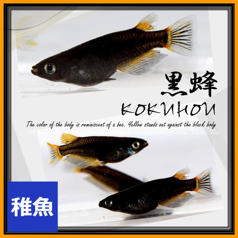 メダカ 黒蜂めだか 黒透明鱗 稚魚10匹 Kokuhou10 めだかの市場 通販 Yahoo ショッピング