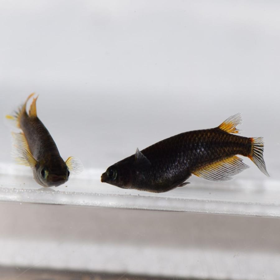 メダカ 黒蜂めだか 黒透明鱗 稚魚10匹 : めだかの市場 - 通販 メダカ 黒蜂めだか 黒透明鱗 稚魚10匹 : めだかの市場 - 通販