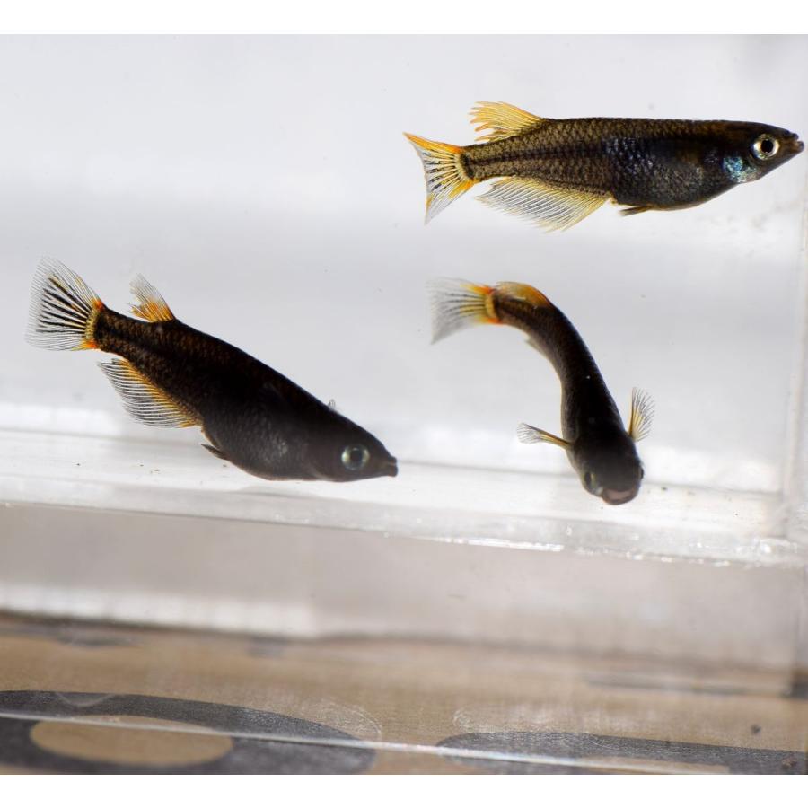 メダカ 黒蜂めだか 黒透明鱗 稚魚匹 Kokuhousfds めだかの市場 通販 Yahoo ショッピング