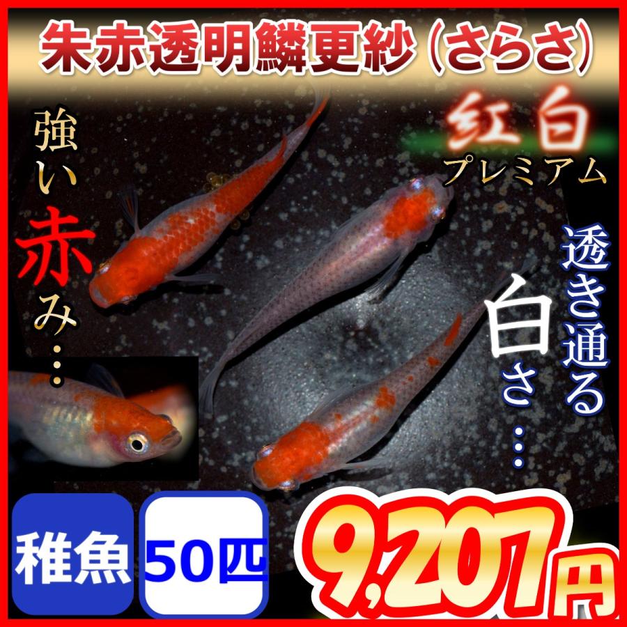 更紗 紅白めだか 稚魚50匹 更紗メダカ Kouhaku50 めだかの市場 通販 Yahoo ショッピング