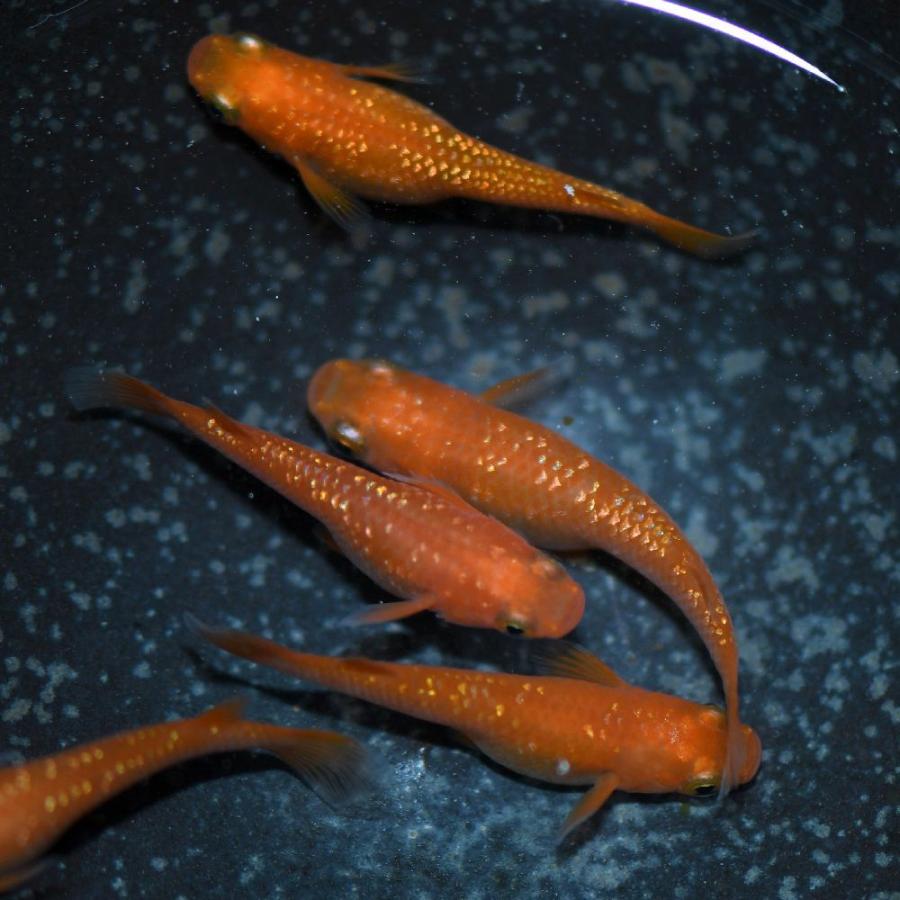 ③メダカ レクリス10匹 ラメ多め