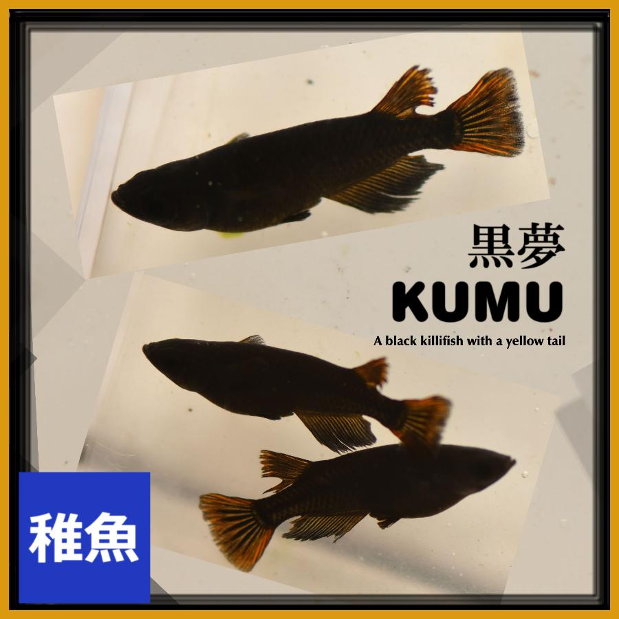 メダカ 黒夢めだか 稚魚10匹 黒夢メダカ : めだかの市場 - 通販 