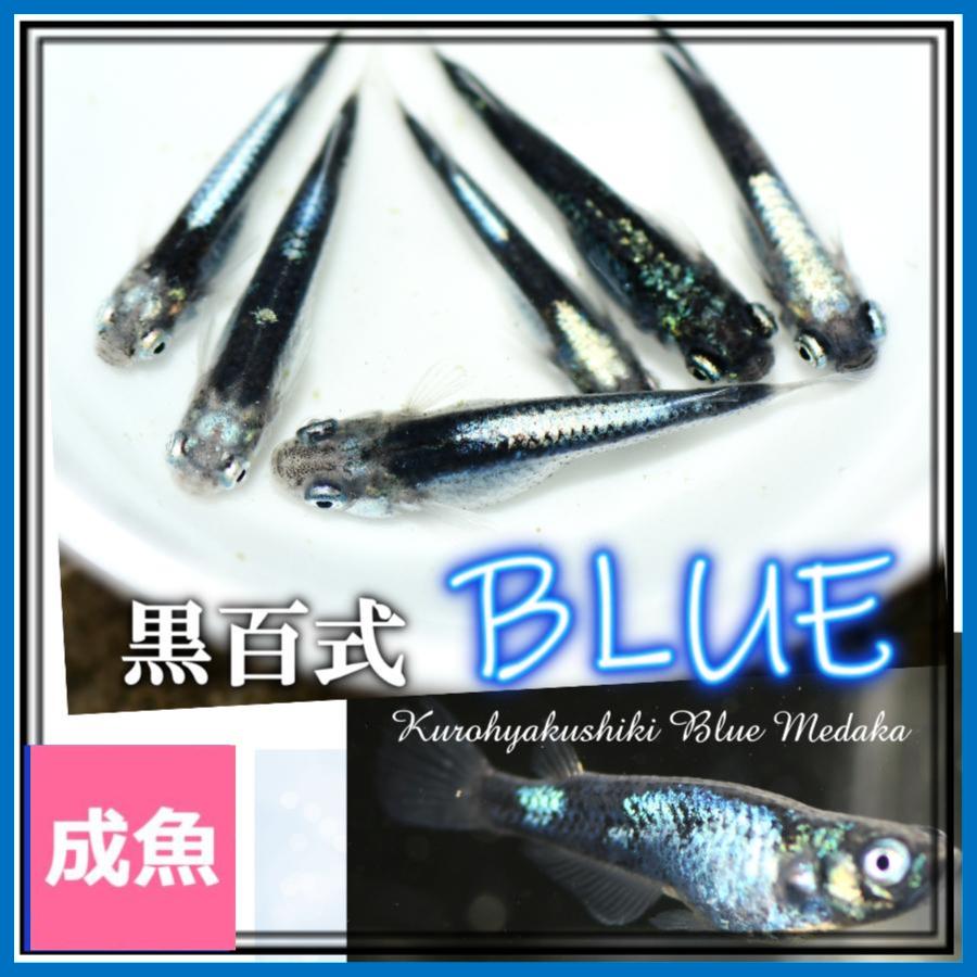 【メダカ】黒百式　成魚　1000円 楽天市場】（メダカ）黒百式（ひゃくしき）めだか / 黒百式メダカ（10