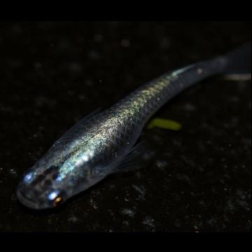 メダカ 黒幹之めだか 稚魚30匹 Kuromi30 めだかの市場 通販 Yahoo ショッピング