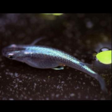 メダカ 黒幹之めだか 稚魚30匹 Kuromi30 めだかの市場 通販 Yahoo ショッピング