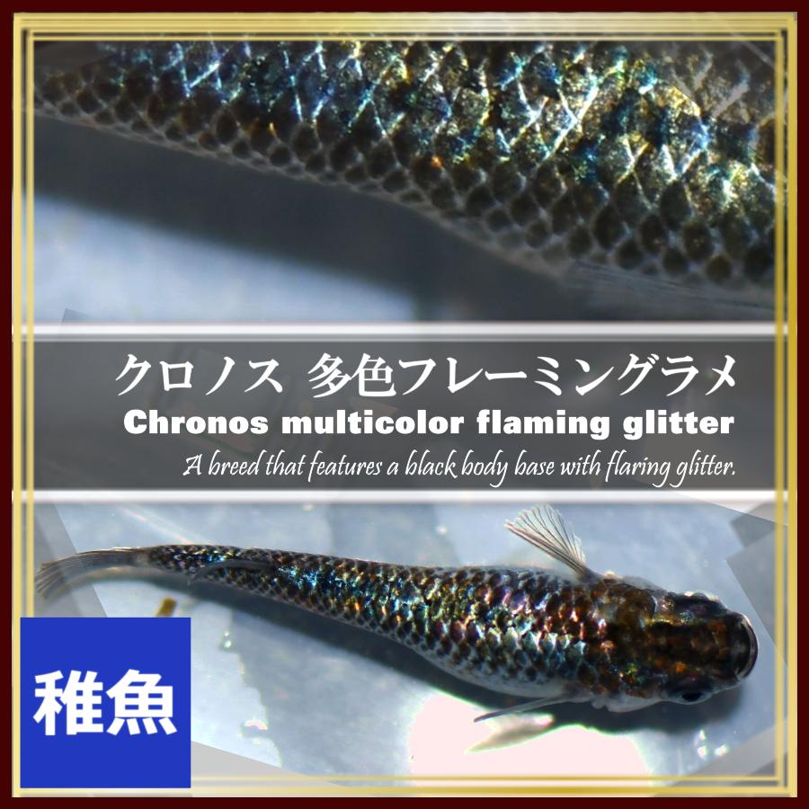 メダカ クロノス多色フレーミングラメめだか 稚魚10匹 クロノスメダカ