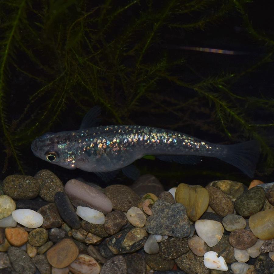 メダカ 虹 黒ラメ幹之背びれ無しメダカ 稚魚匹 Kuroramemaruko めだかの市場 通販 Yahoo ショッピング