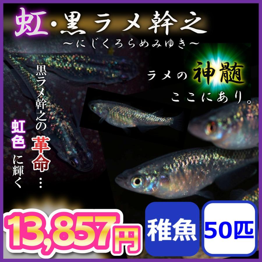 好きに 稚魚50匹 メダカ 虹 黒ラメ幹之背びれ無しメダカ 背びれ無し虹ラメみゆきめだか 極ラメ 観賞魚生体 Albinofoundation Org