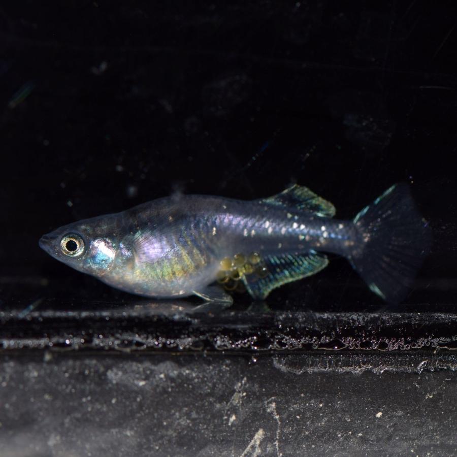 メダカ 魔王改めだか 稚魚 50匹 Maoukai50 めだかの市場 通販 Yahoo ショッピング