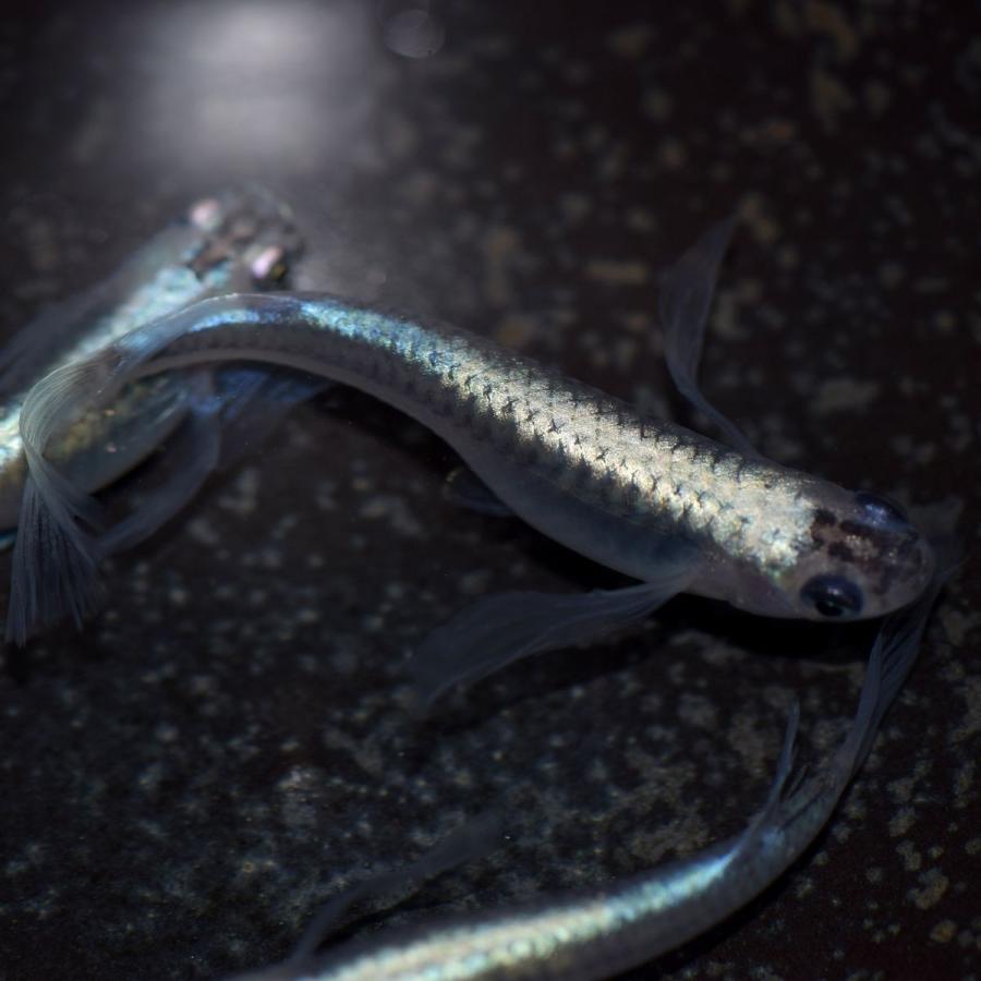 メール便27 メダカ 松井ヒレ長幹之フルボディー 有精卵個 めだか ミジンコ ゾウリムシ 正規代理店 ペット用品 生き物 その他ペット用品 生き物 Www Writeawriting Com