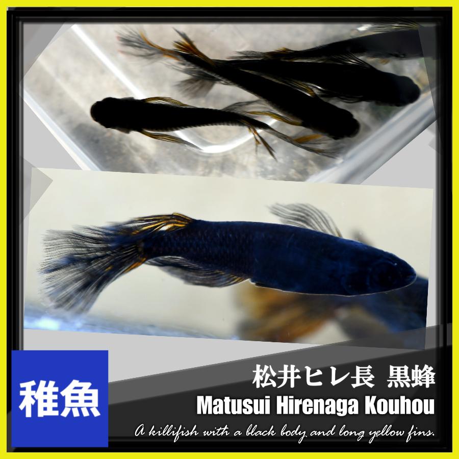メダカ 松井ヒレ長黒蜂めだか 稚魚10匹 /松井鰭長黒蜂メダカ : めだか