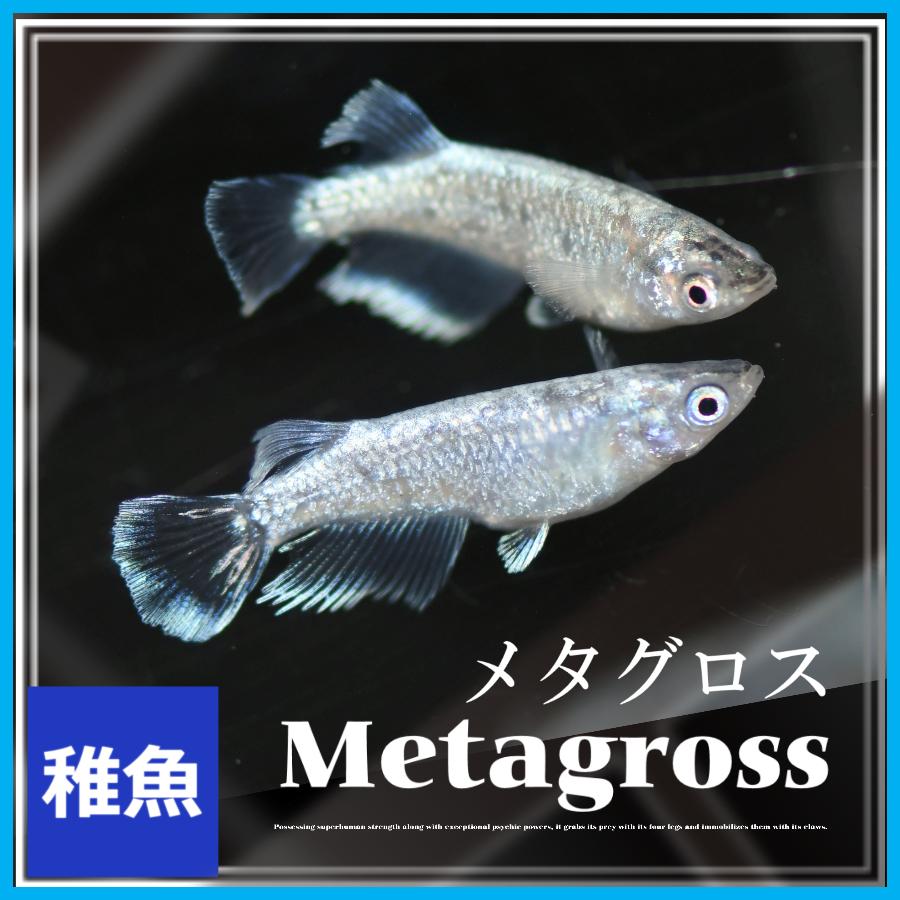 【メダカ】雷霆 幼魚10匹 【発送可】 メダカ メタグロスメダカ 稚魚10匹 メタグロスめだか : めだかの市場