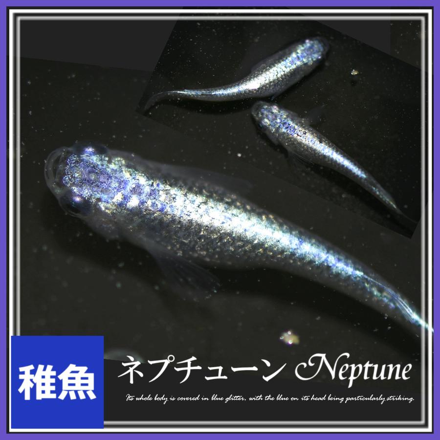 メダカ ネプチューンめだか 稚魚10匹 ネプチューンメダカ : めだかの