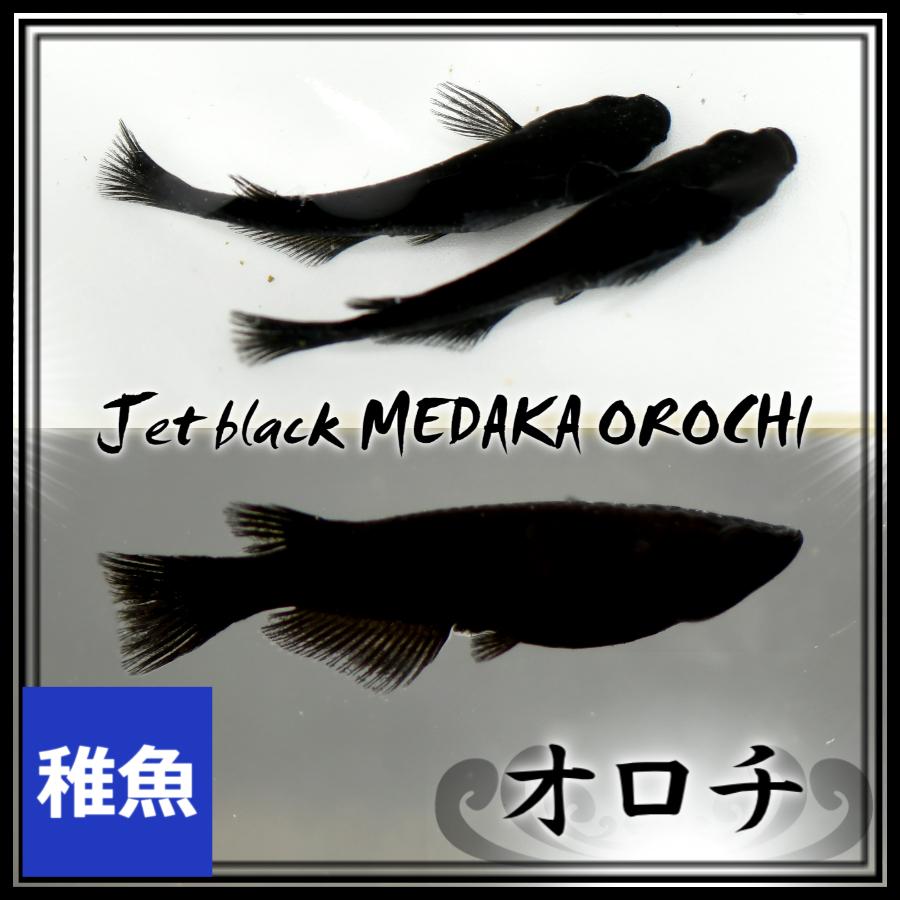 メダカ/オロチめだか 極黒　稚魚10匹｜medakanoichiba