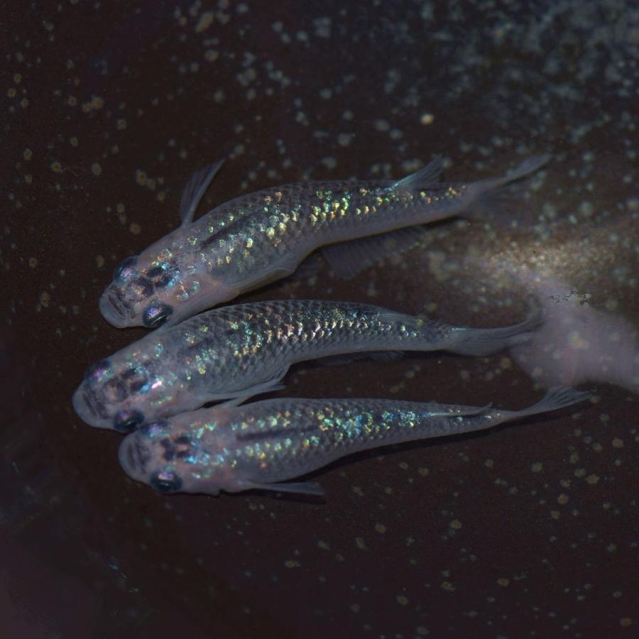 メダカ 新系統 オーロララメ幹之めだか 稚魚5匹 ラメメダカ Ororarame5 めだかの市場 通販 Yahoo ショッピング