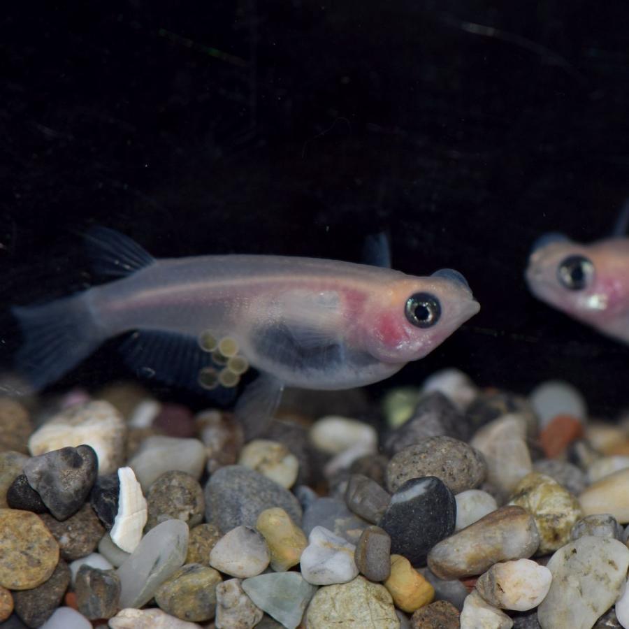 メダカ パンダ出目めだか 稚魚30匹 Pdeme30 めだかの市場 通販 Yahoo ショッピング