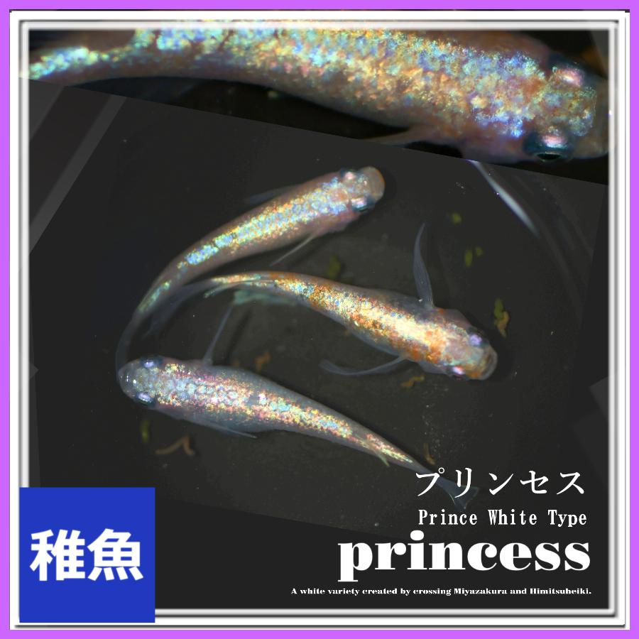 メダカ プリンセスめだか 稚魚10匹 プリンセスメダカ : めだかの市場 
