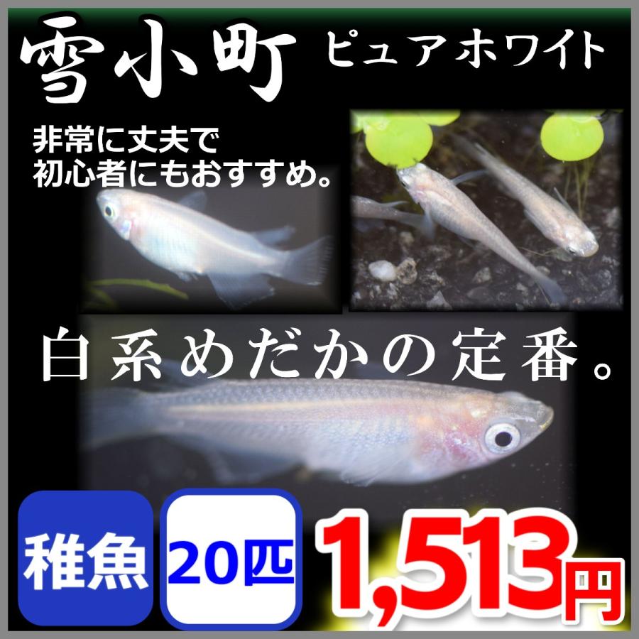 メダカ 雪小町 ピュアホワイトめだか 稚魚匹 Pwsfd めだかの市場 通販 Yahoo ショッピング