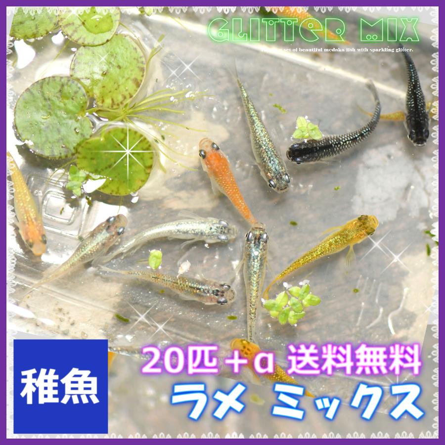 メダカ 送料無料 ラメミックスめだか 稚魚20匹+α セット/ラメめだか