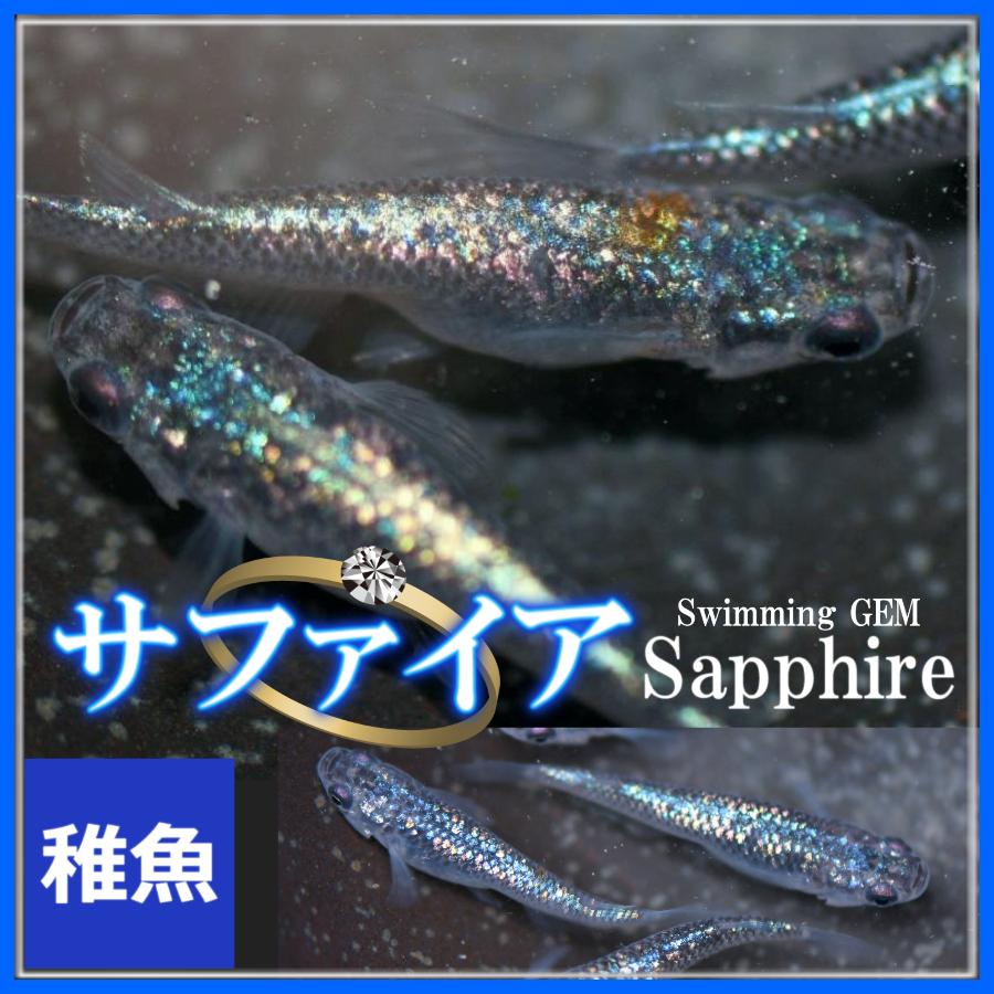 メダカ サファイアめだか 稚魚10匹 サファイアメダカ 観賞魚生体 | savingssafari.com