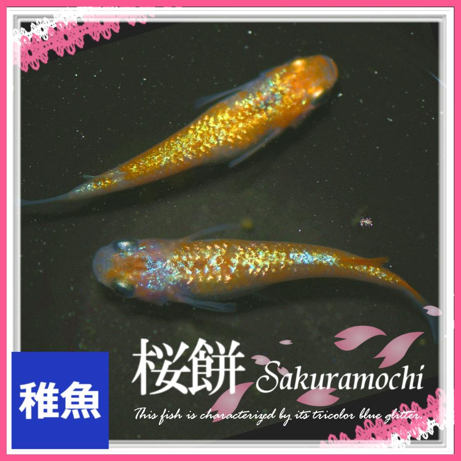 メダカワズミ、藤煌、ミッドナイト、極上桜餅めだか メダカ 桜餅めだか 稚魚10匹 桜餅メダカ : めだかの市場 - 通販