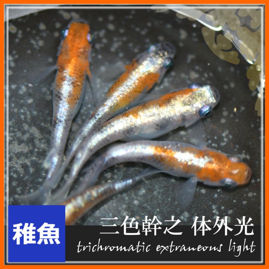 メダカ/三色体外光めだか2021 稚魚10匹 /三色体外光メダカ :sannshokutai2021:めだかの市場 - 通販 - Yahoo!ショッピング メダカ/三色体外光めだか2021 稚魚10匹 /三色体外光メダカ :sannshokutai2021:めだかの市場 - 通販 - Yahoo!ショッピング