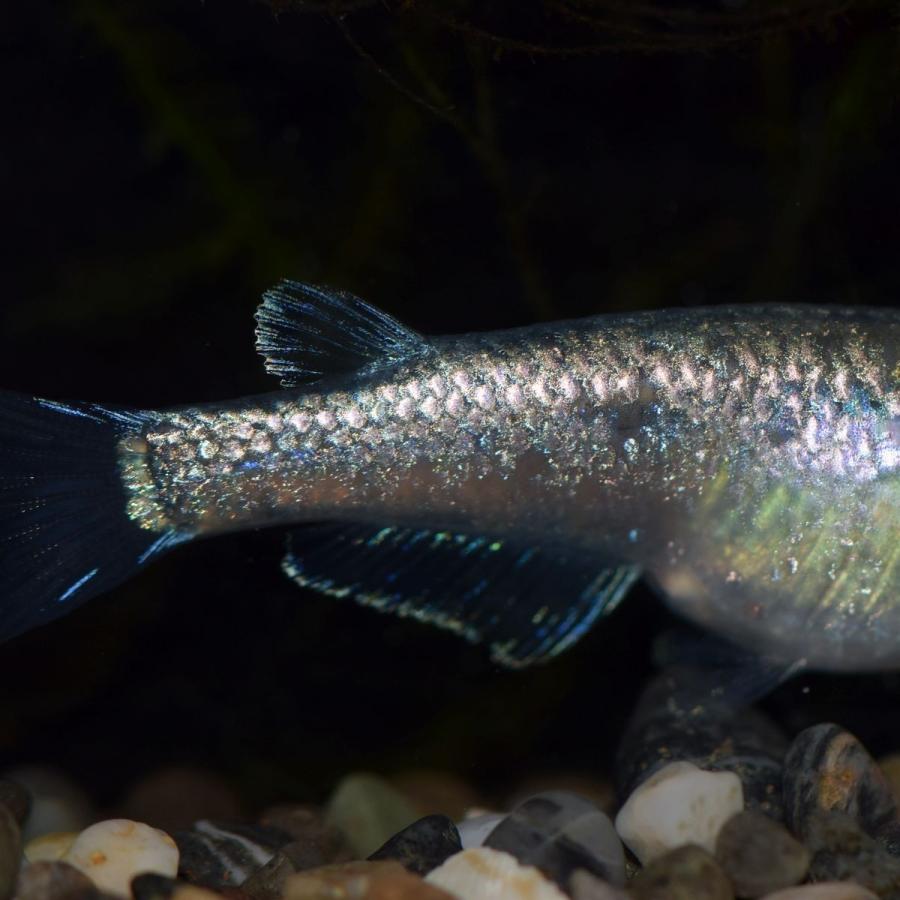 メダカ 星河 青ラメ幹之めだか 稚魚匹 Seiga めだかの市場 通販 Yahoo ショッピング