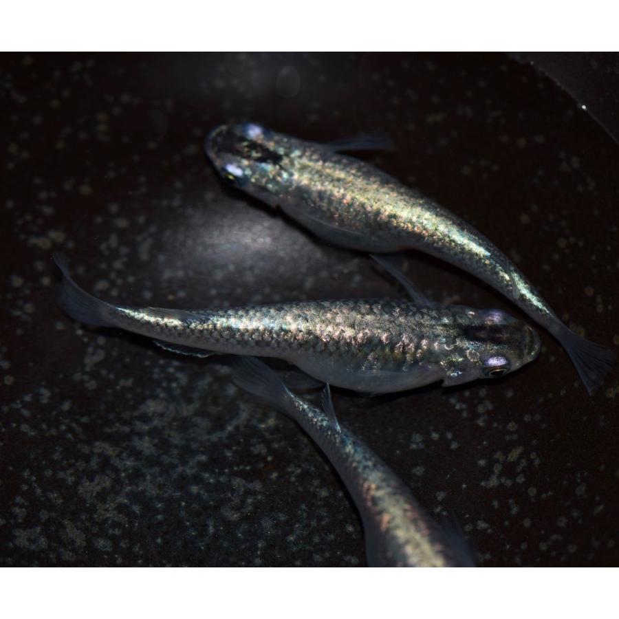 メダカ 星河 青ラメ幹之めだか 稚魚30匹 Seiga30 めだかの市場 通販 Yahoo ショッピング