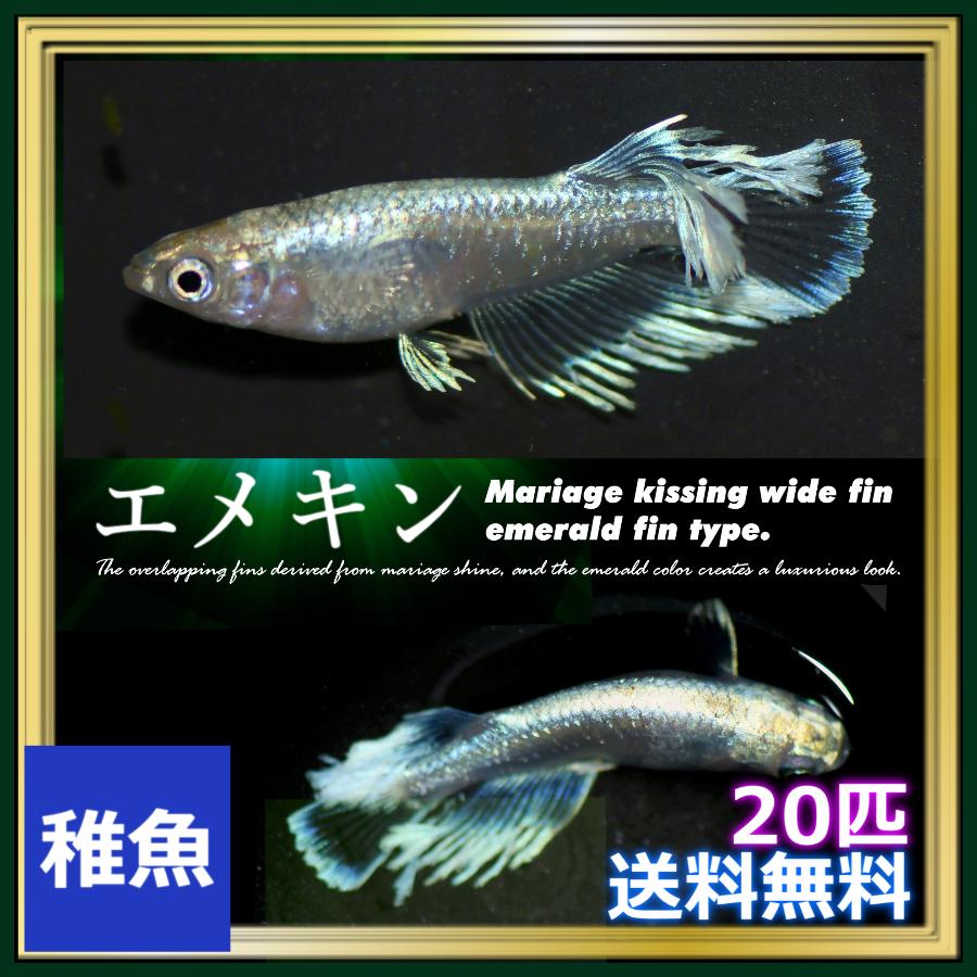 送料無料/エメキンめだか　稚魚20匹　/エメキンメダカ（Yahoo!・めだかの市場）