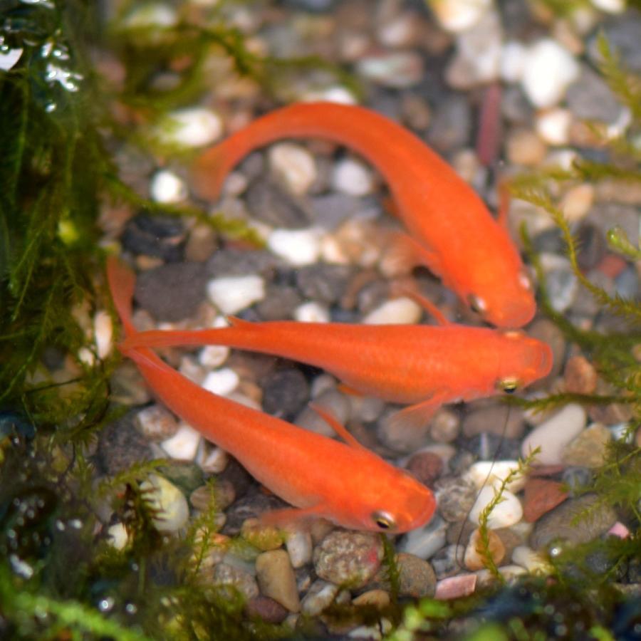 送料無料/紅帝 楊貴妃メダカ 稚魚20匹セット/ メダカ : めだかの市場
