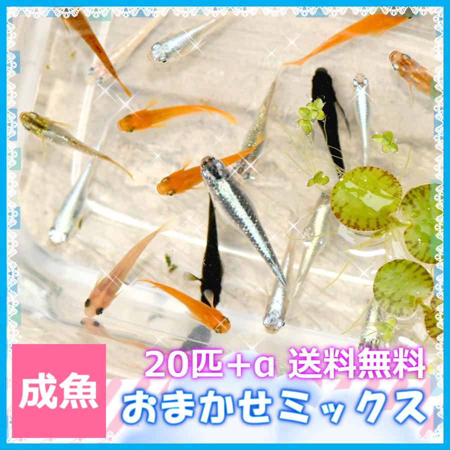 メダカ 送料無料/おまかせミックスめだか Mサイズ20匹+α セット メダカ 送料無料/おまかせミックスめだか Mサイズ20匹+α セット
